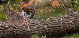 Professional Tree Care in Wailea, HI