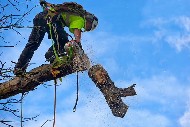 How Our Tree Care Process Works  in  Wailea, HI